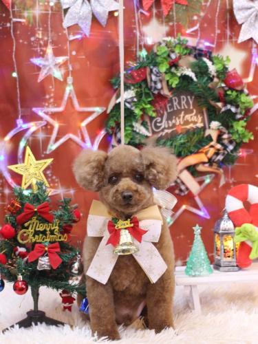 20231203ココアくん